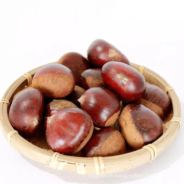 new crop big size fresh shandong tai an chestnut